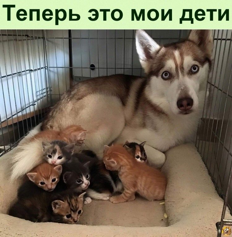 Теперь это мои дети