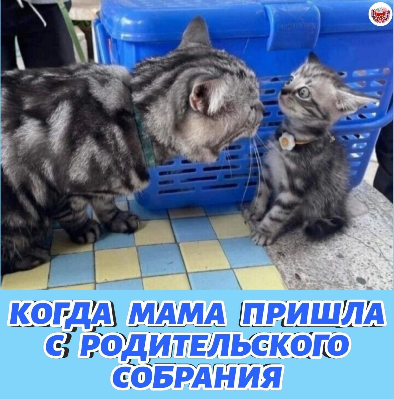 кдЪдщ мАмА шришлА с родительского СОЁРАНИЯ