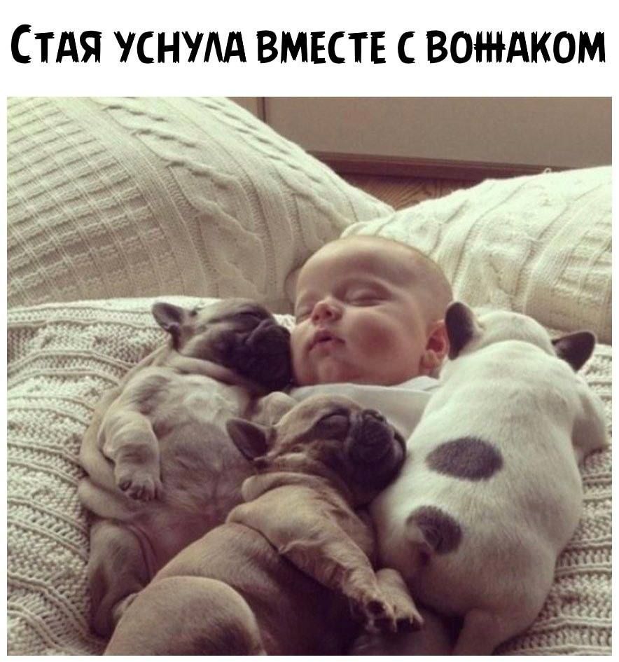 СТАЯ УСНМА ВМЕСТЕ С ВОЖАКОМ