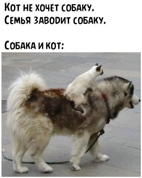 Кот не хочет совдку Семья здвооит совдт СОБАКА и кот