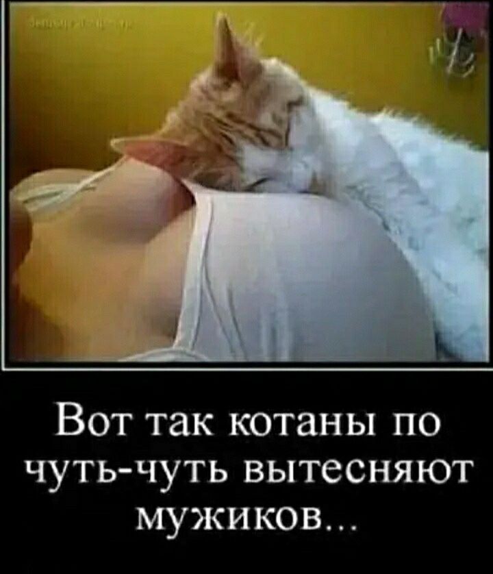 Вот так котаны по чутьчуть вытесняют мужиков