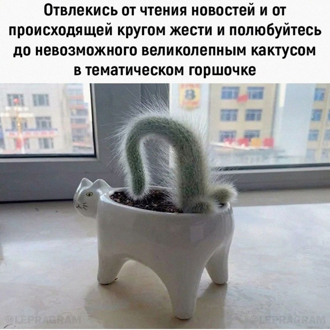 Отвлекись от чтения новостей и от происходящей кругом жести и полюбуйтесь до невозможного великолепным кактусам в темаіическом горшочке