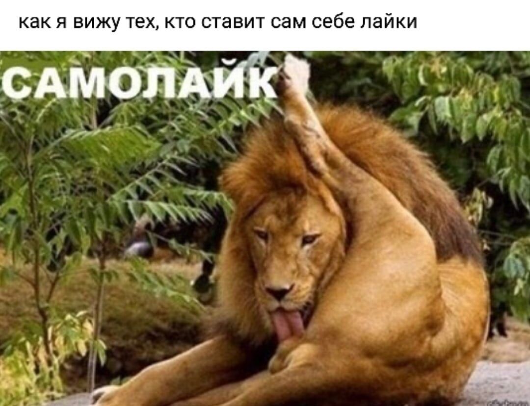 как я вижу тех кто ставит сам себе пайки