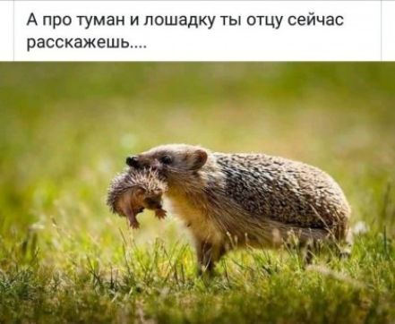А про туман и лошадку ты отцу сейчас расскажешь