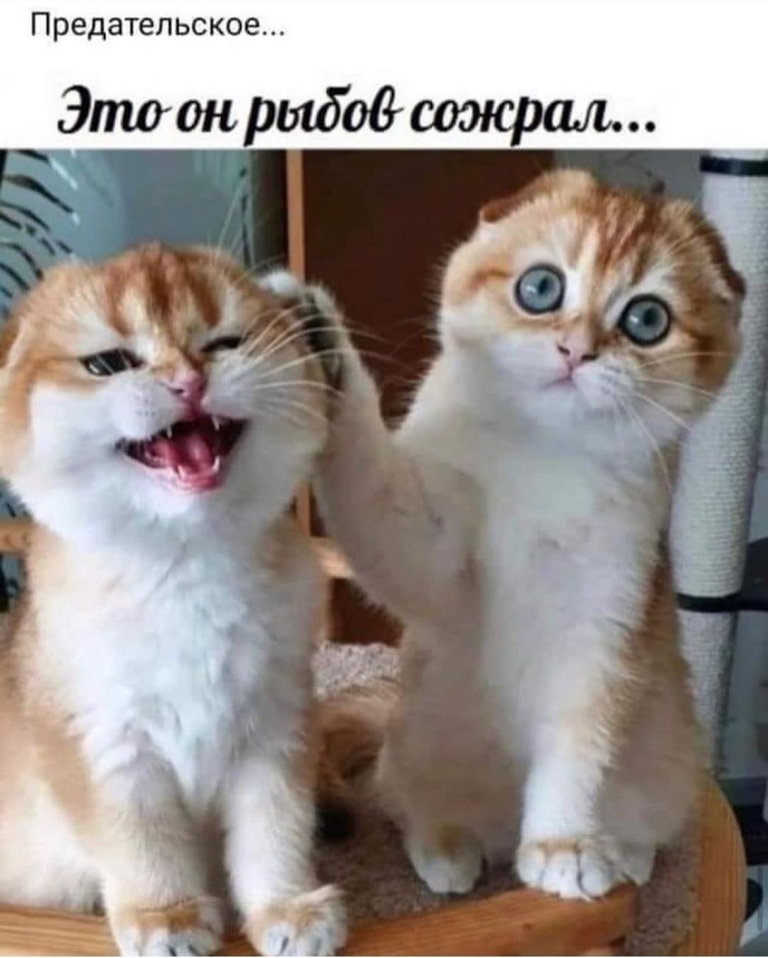 Предательское Элтон одсожрал а