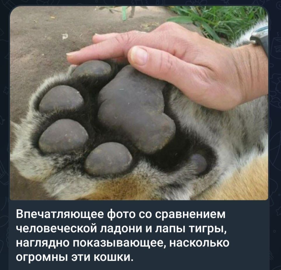 Впечатляющее фото со сравнением человеческой ладони и папы тигры наглядно показывающее иасколькп ОГРОМНЫ ЭТИ КОШКИ