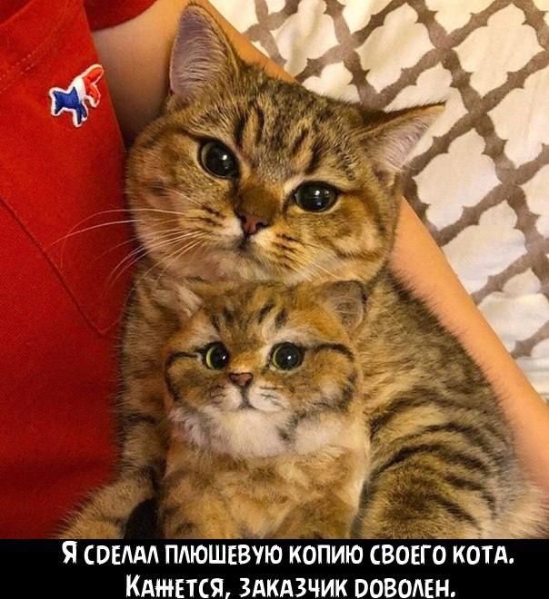 _ 5 вид плюшввую копию воно котя Ищется здкдзчик повинен