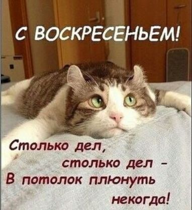 С ВОСКРЕСЕНЬЕМ Столъко дел столько дел В потолок плюмуть некогда