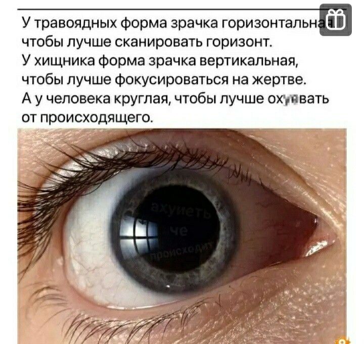 У ТПВВОЯДНЫХ Форма зрачка ГОрИЗОНТаПЬН чтобы лучше сканировать горизонт У хищника Форма зрачка вертикальная чтобы лучше фокусироваться на жертве А у человека круглая чтобы лучше оппвать от происходящего