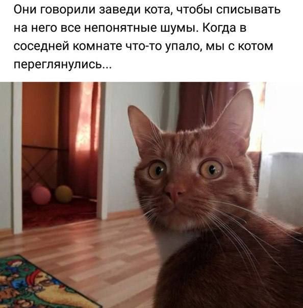 Они говорили заведи кота чтобы списывать на него все непонятные шумы Когда в соседней комнате ЧТОТО упало мы с котом переглянулись