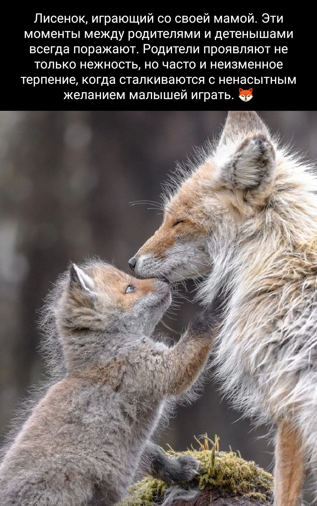 Лисенок играющий со своей мамой Эти моменты между родителями и детенышами всегда поражают Родители проявляют не только нежность но часто и неизменное терпение КОГДВ СТЗПКИВЭЮТСЯ С НЭНЗСЫТНЫМ желанием малышей игратьт