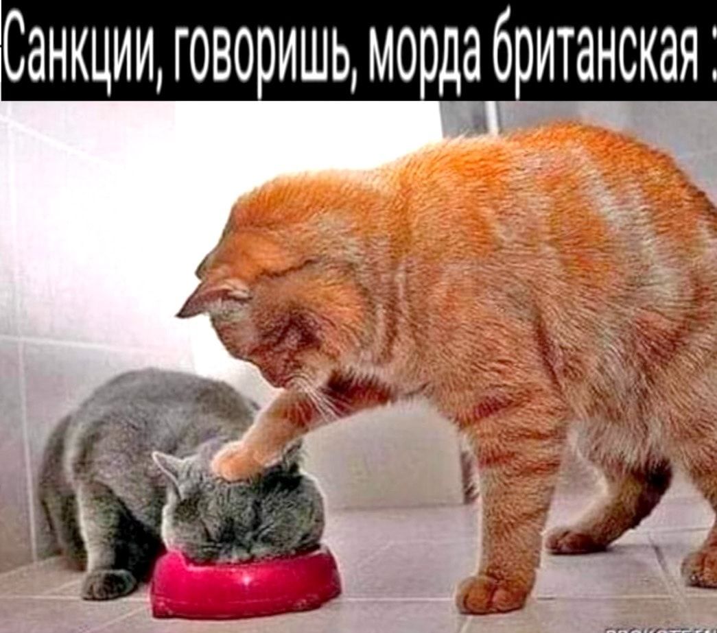 Санкции говоришь морда британская