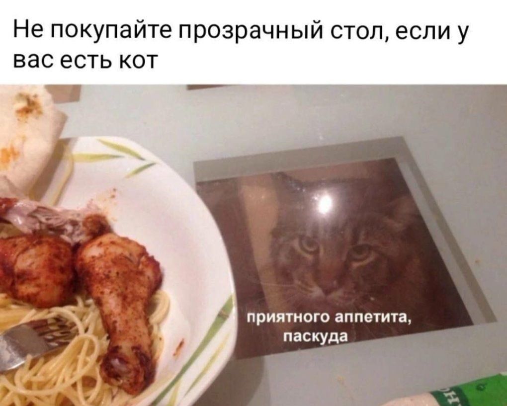 Не покупайте прозрачный стоп если у вас есть кот примного апт гта паскуда