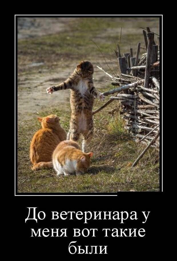 До ветеринара у меня БОП такие были