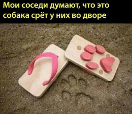 Мои соседи думают что это собака срёт у них во дворе