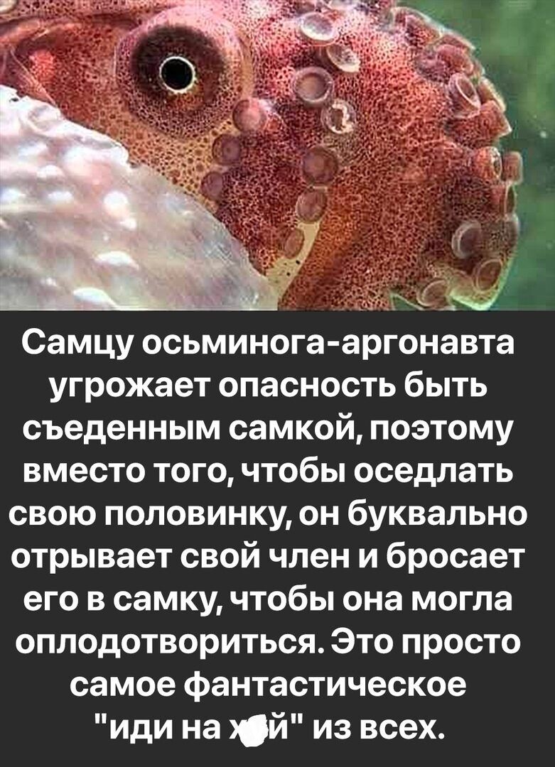 Самцу осьминога аргонавта угрожает опасность быть съеденным самкой поэтому вместо того чтобы оседлать свою половинку он буквально отрывает свой член и бросает его в самку чтобы она могла оплодотвориться Это просто самое фантастическое иди на й из всех