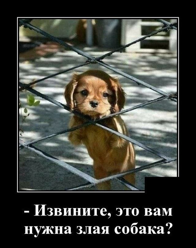 Извините это вам нужна злая собака