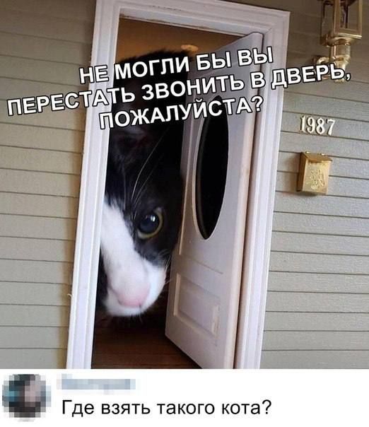 Где взять такого кота