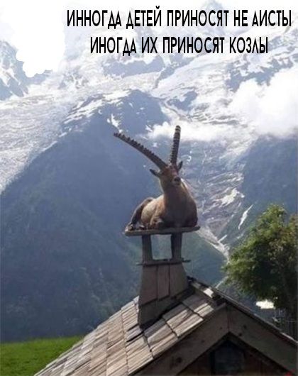 ИННОГАА АПЕЙ ПРИНОСЯ НЕ АИСТЫ ИНОГДА ИХ ПРИНОСЯ1 КОЗАЫ