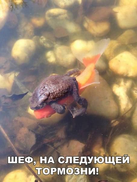 шеф НА СПЕдУібщГЕЙЯ тбрмёТзнш пв