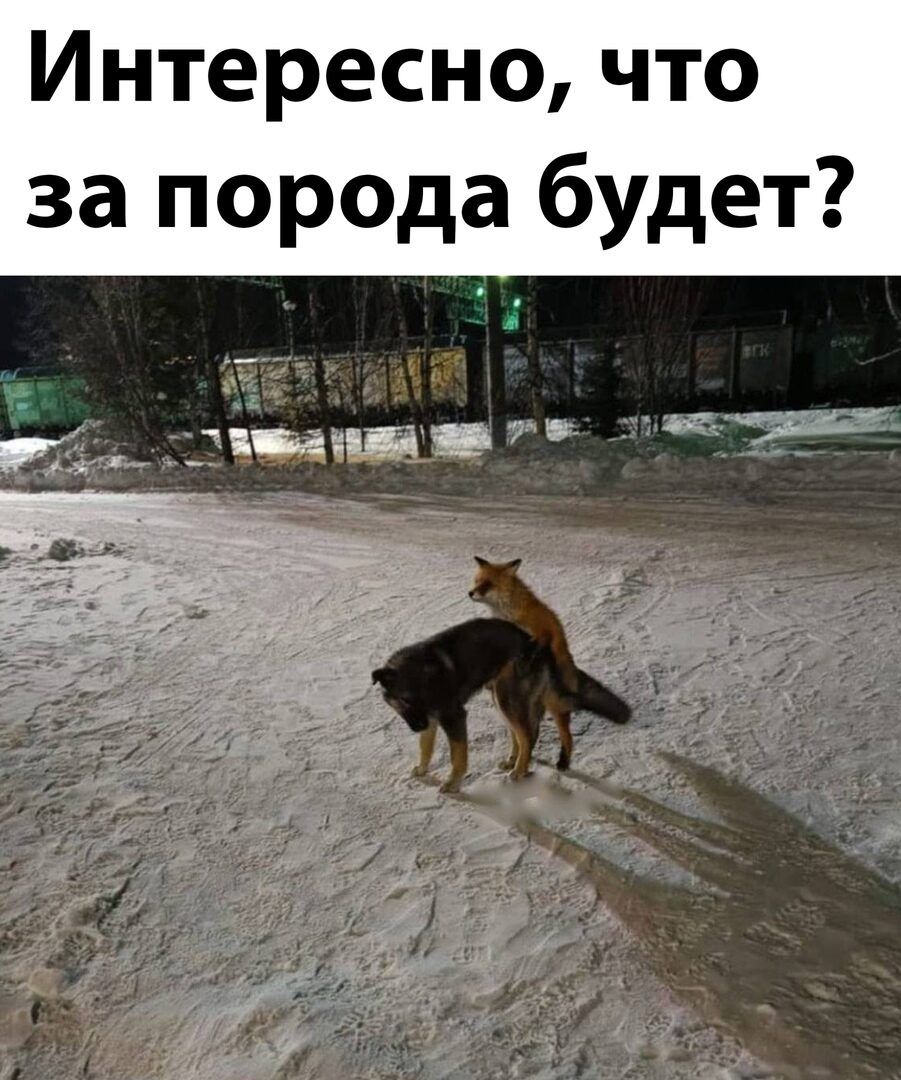 Интересно что за порода будет