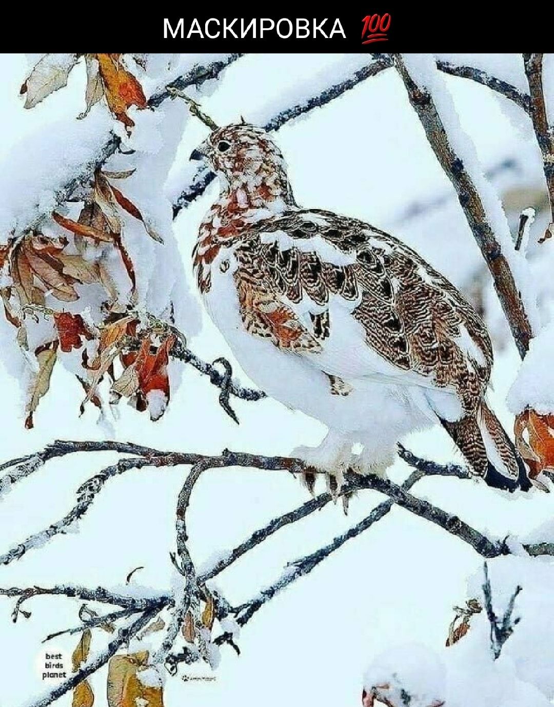 МАСКИРОВКА