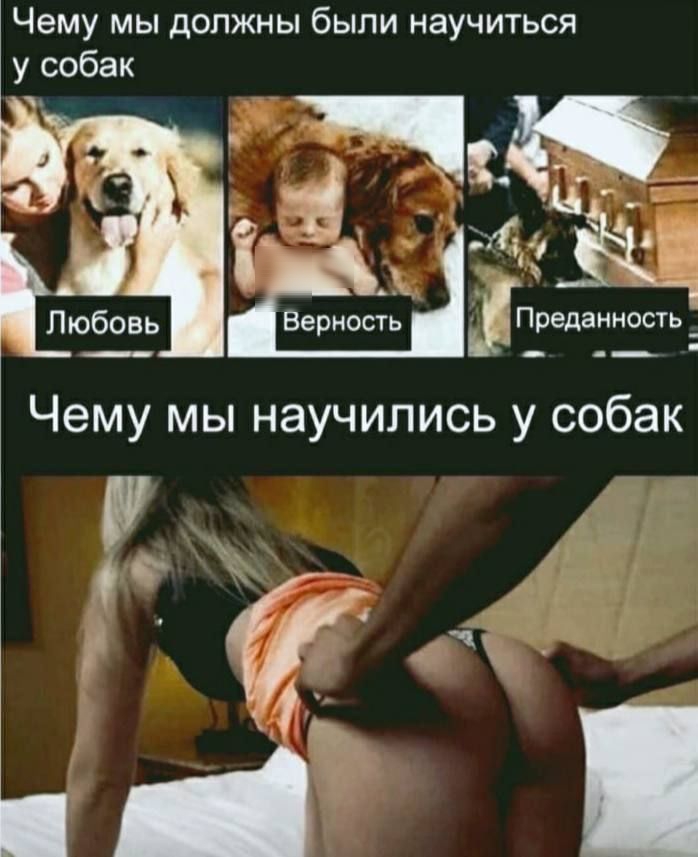 Чему мы должны были научиться у собак