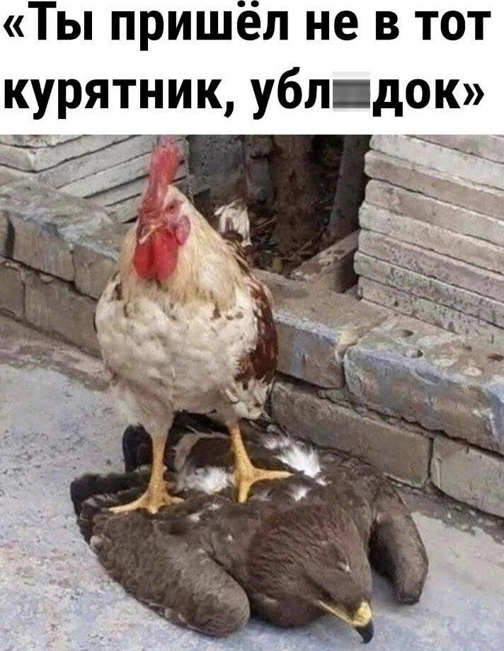 Ты пришёл не в тот курятник убл док