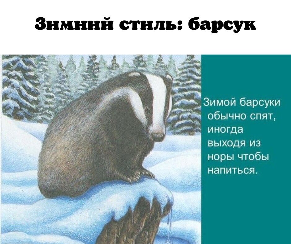 Зимний стиль барсук им 5 ибычнц ш ИНОГЦВ выдя