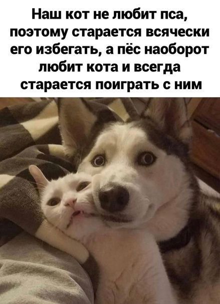 Наш кот не любит пса поэтому старается всячески его избегать а пёс наоборот любит кота и всегда СТЗРЗЕТСЯ ПОИГРЗТЬ с НИМ