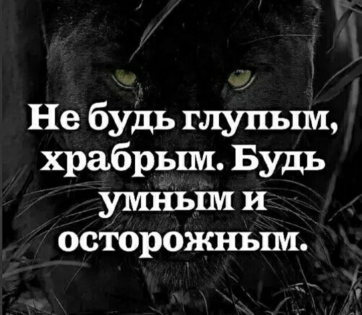 Не будь глупым храбрым Будь умным и осторожным