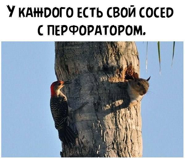 КАНЮОГО ЕСТЬ СВОЙ СОСЕО ПЕРФОРАТОРОМ