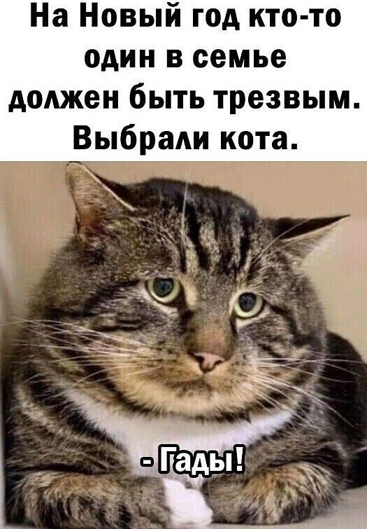 На Новый год кто то один в семье должен быть трезвым Выбрали кота