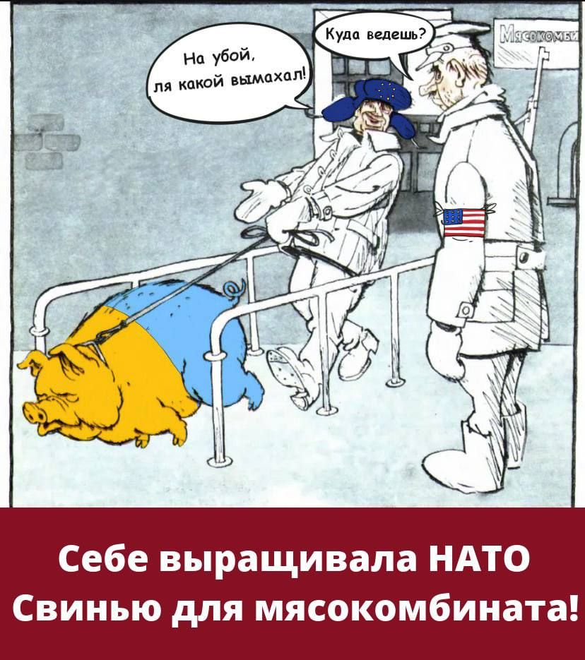Себе выращивапа НАТО Свинью для мясокомбината