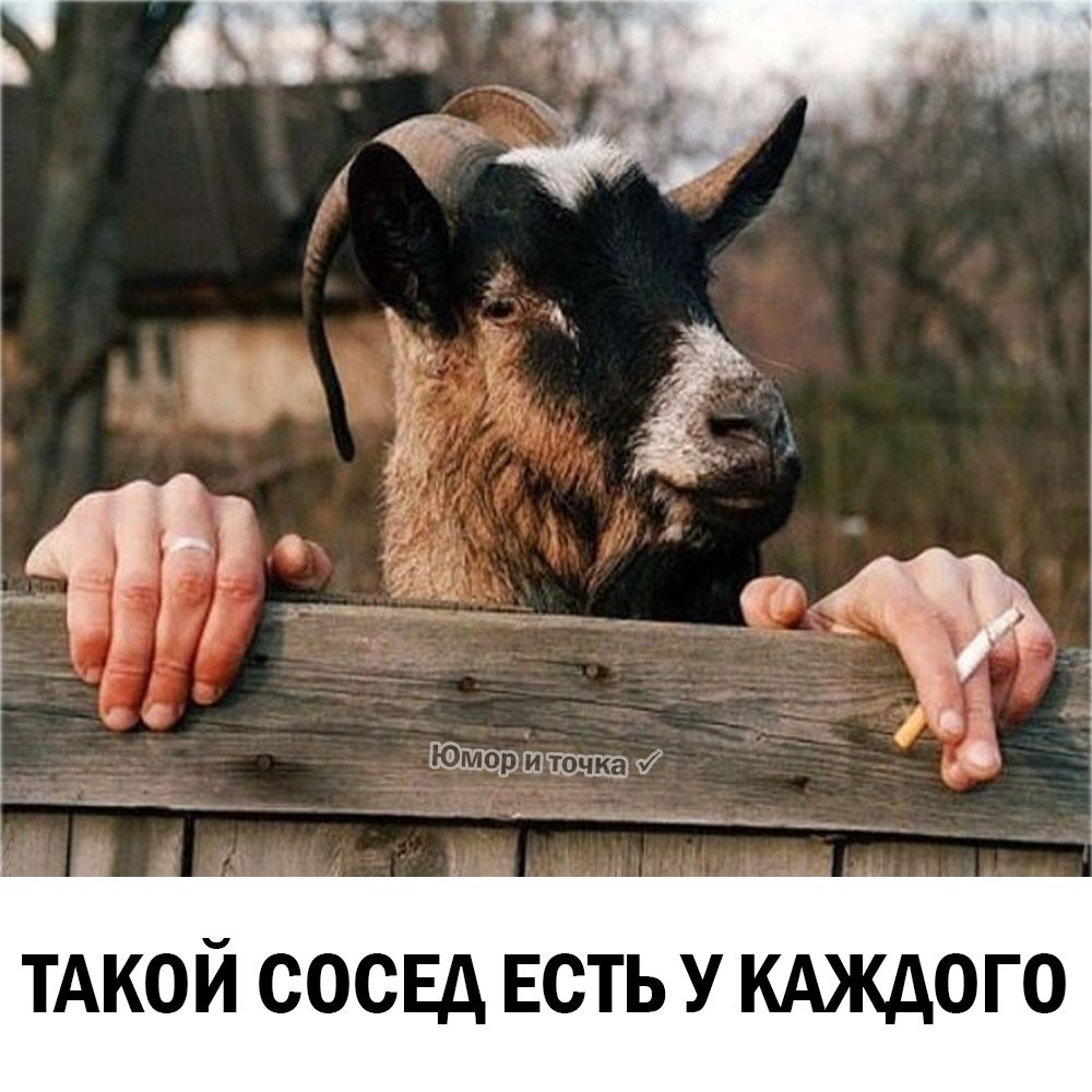 ТАКОЙ СОСЕД ЕСТЬ У КАЖДОГО