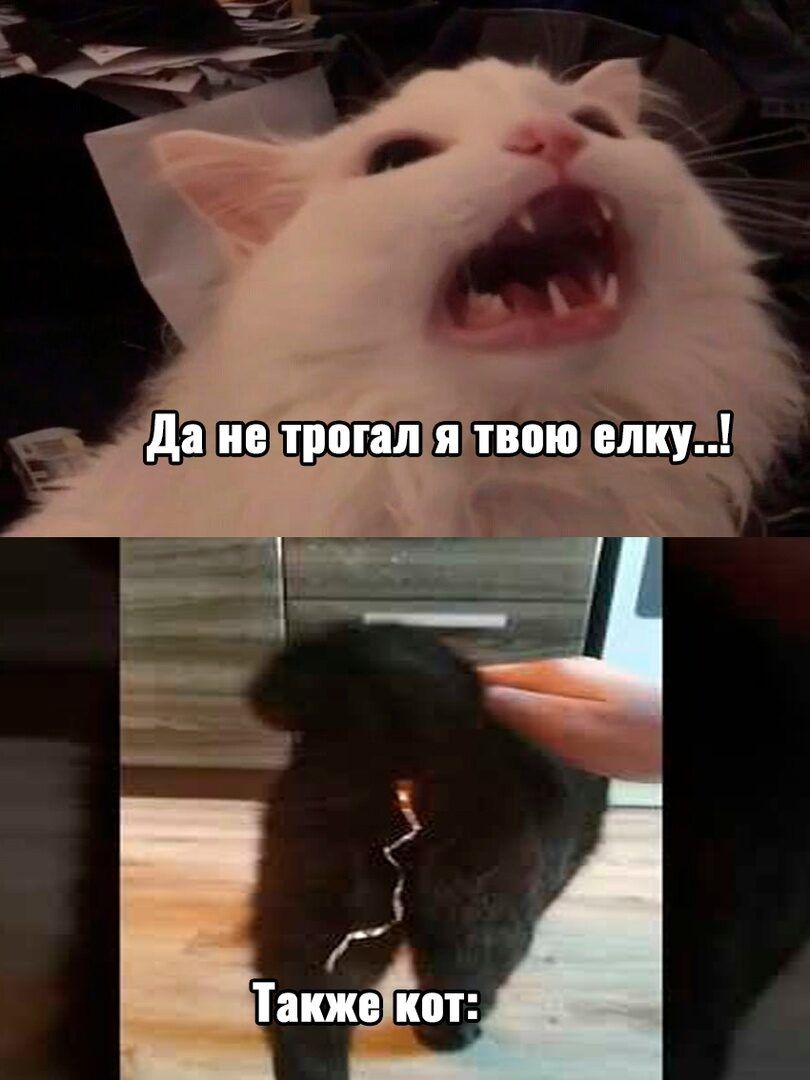 Такжекот