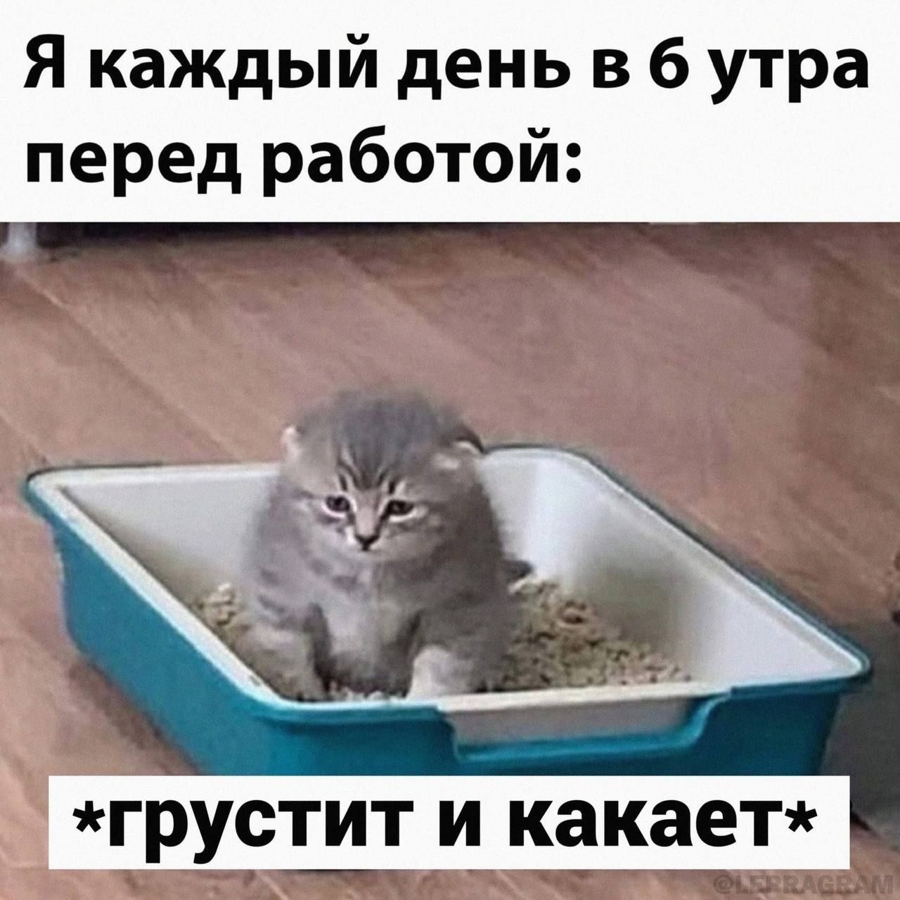 Я каждый день в 6 утра перед работой грустит и какает