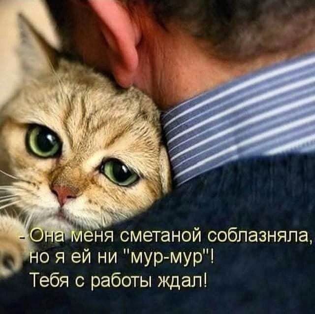 о я ей ни мур мур Тебя с работы ждал
