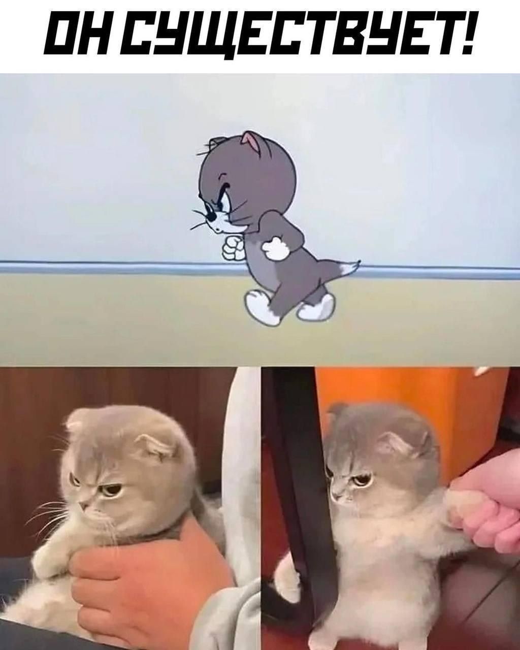 ПН ЕНЩЕБ ТВНЕ Т