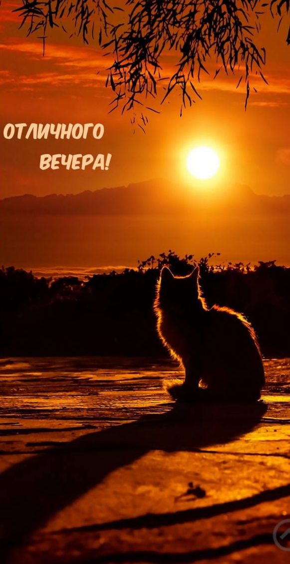 ОТЛИЧНОГО ВЕЧЕРА