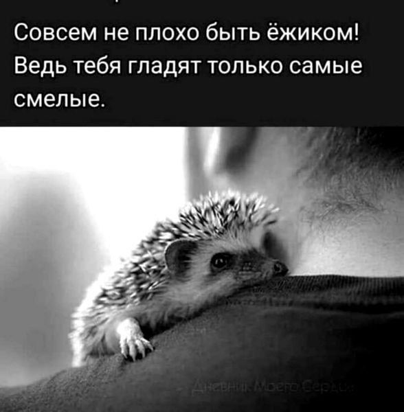 Совсем не плохо быть ёжиком Ведь тебя гладят только самые смелые