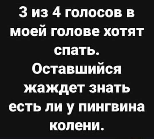 3 из 4 голосов в моей голове хотят спать Оставшийся жаждет знать есть ли у пингвина колени
