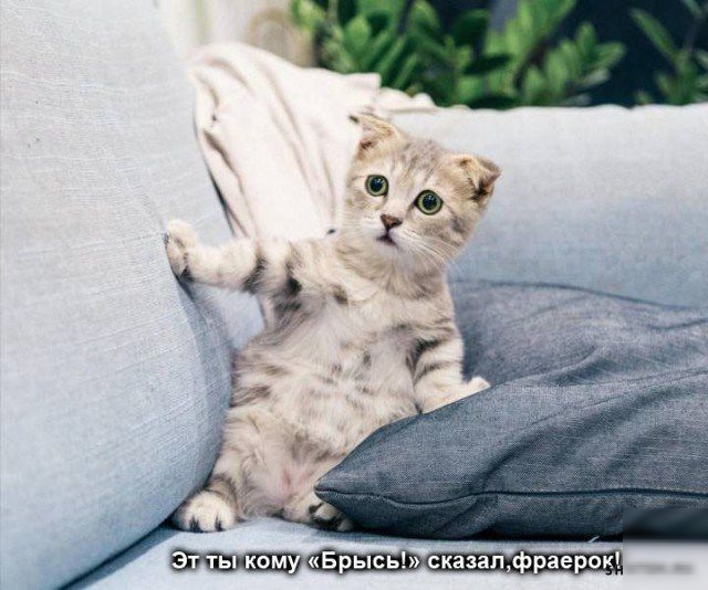 1ь ипм Брысь симафаерои