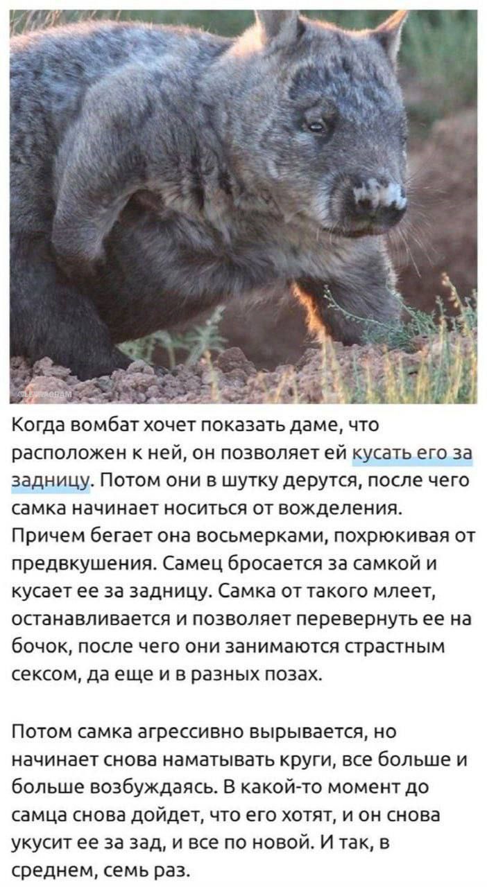 Когда вомбат хочет показать даме что расположен к ней он позволяет ей кусать его за задницу Потом они в шутку дерутся после чего самка начинает носиться от вожделениж Причем бегает оиа восьмерками похрюкивая от предвкушения Самец бросается за самкой и кусает ее за задницу Самка от такого мпеет останавливается и позволяет перевернуть ее на бочок после чет они занимаются страстным сексом да еще и в 
