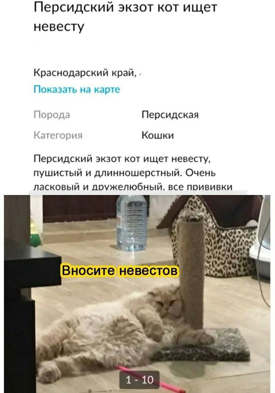Персидский зкзот кот ищет невесту Краснодарский край Поиазать на при ъ Персидская Кошки Персидский экзо иш ищет невесту пушисый и длинношерстный Очень ласковый И дружелюбный все прививки