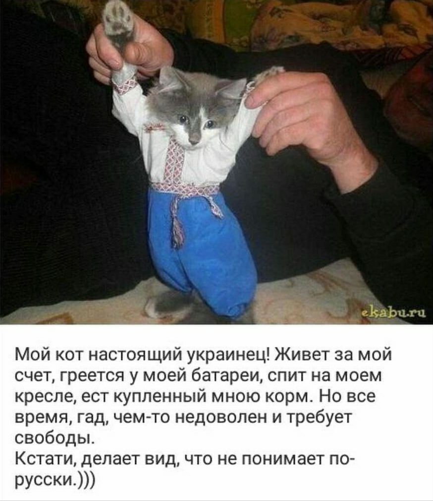 чз гг Мой кот настоящий украине Живет за мой счет греется у моей батареи спит на моем кресле ест купленный мною корм Но все время гад чем то недоволен и требует свободы Кстати делает вид что не понимает по РУССКИМ
