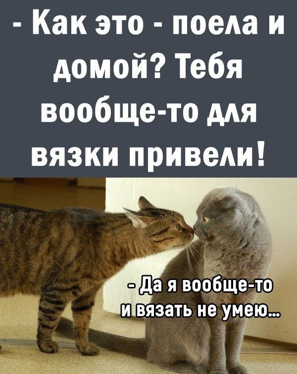 Как это поела и домой Тебя вообще то для вязки приведи вообще Гто и вязать не умею ды