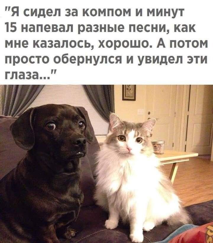 Я сидел за компом и минут 15 напевал разные песни как мне казалось хорошо А потом просто обернулся и увидел эти глаза Ш