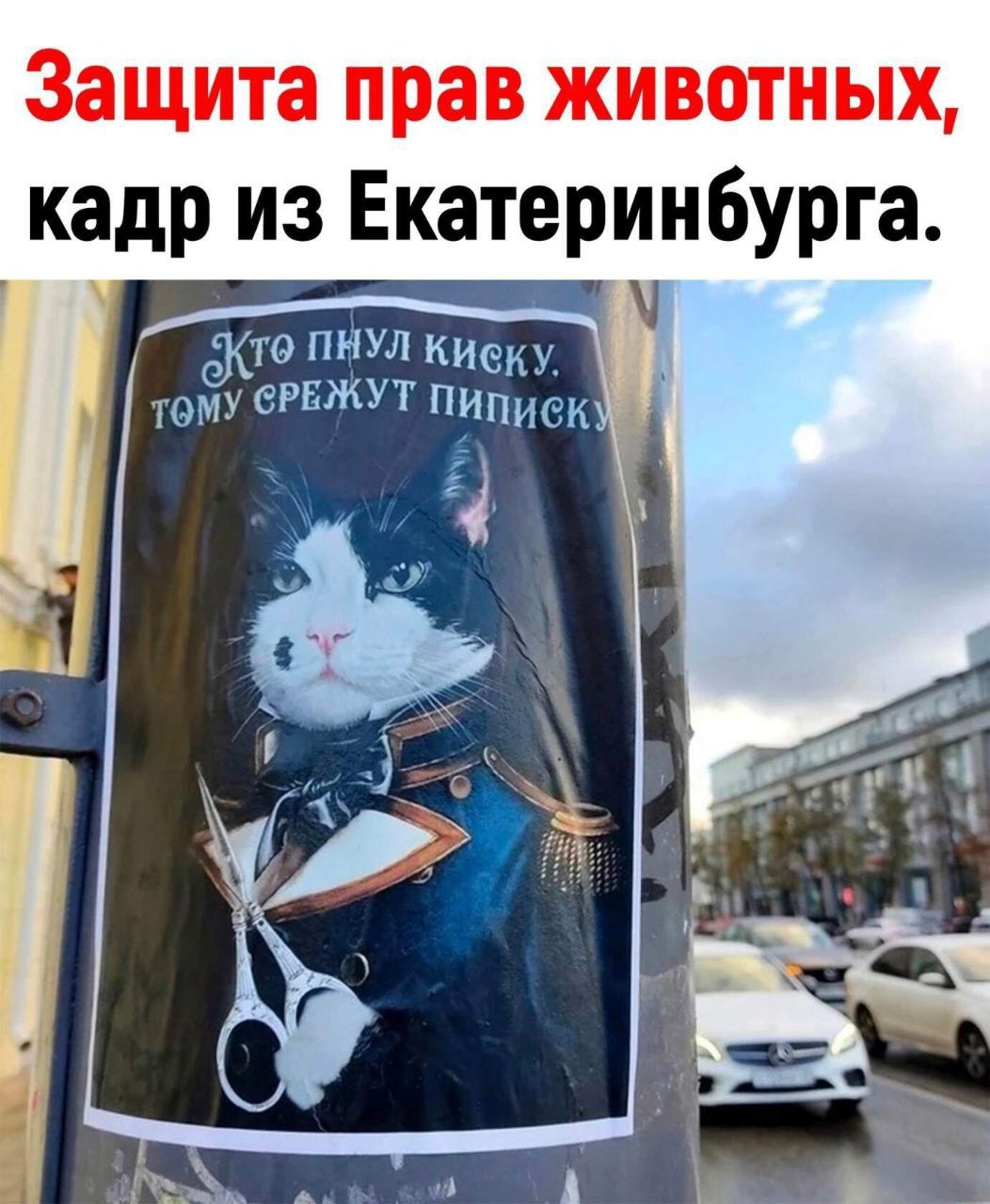 Защита прав животных кадр из Екатеринбурга то пнул к от видит ни