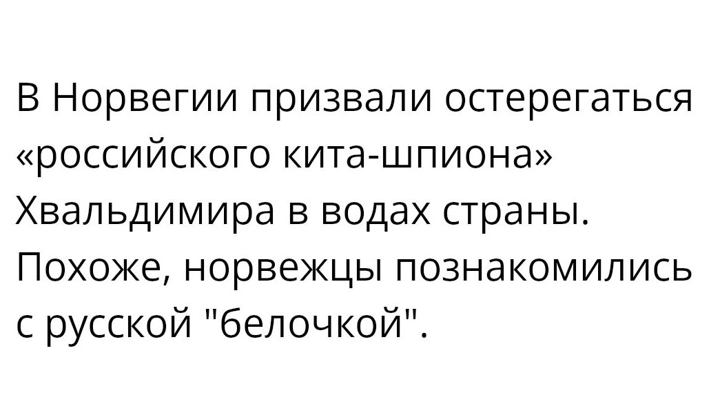 В Норвегии призвали остерегаться российского кита шпиона Хвапьдимира в водах страны Похоже норвежцы познакомились с русской белочкой